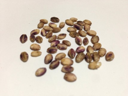 もち麦　外皮付き