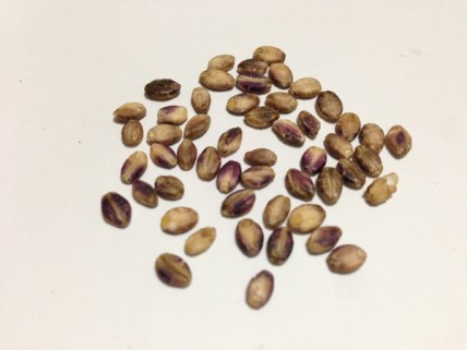 外皮付きもち麦