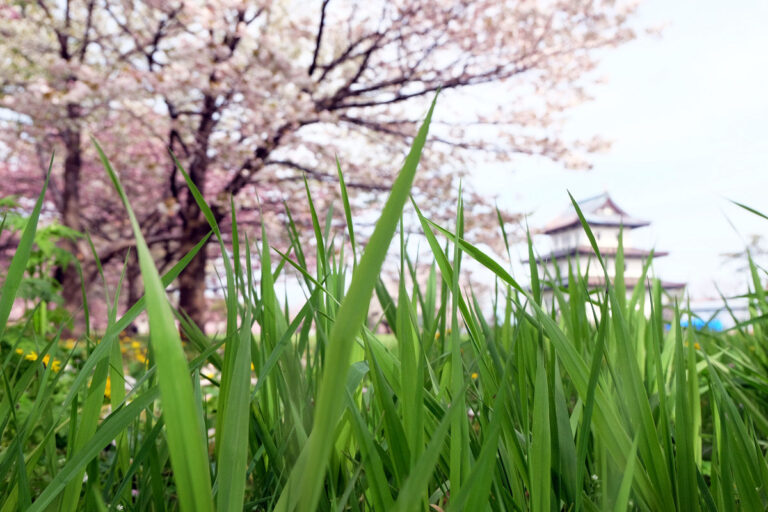 「草」の意味は？