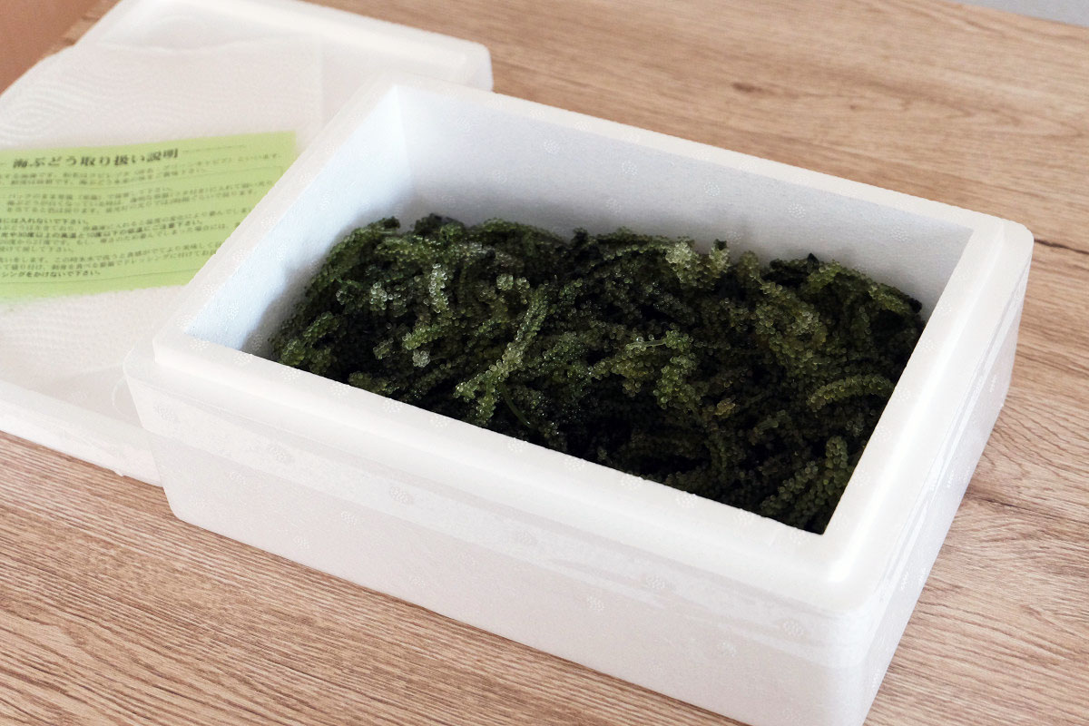 旨いもんハンター 海ぶどう500g