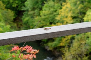 赤とんぼ（アキアカネ）